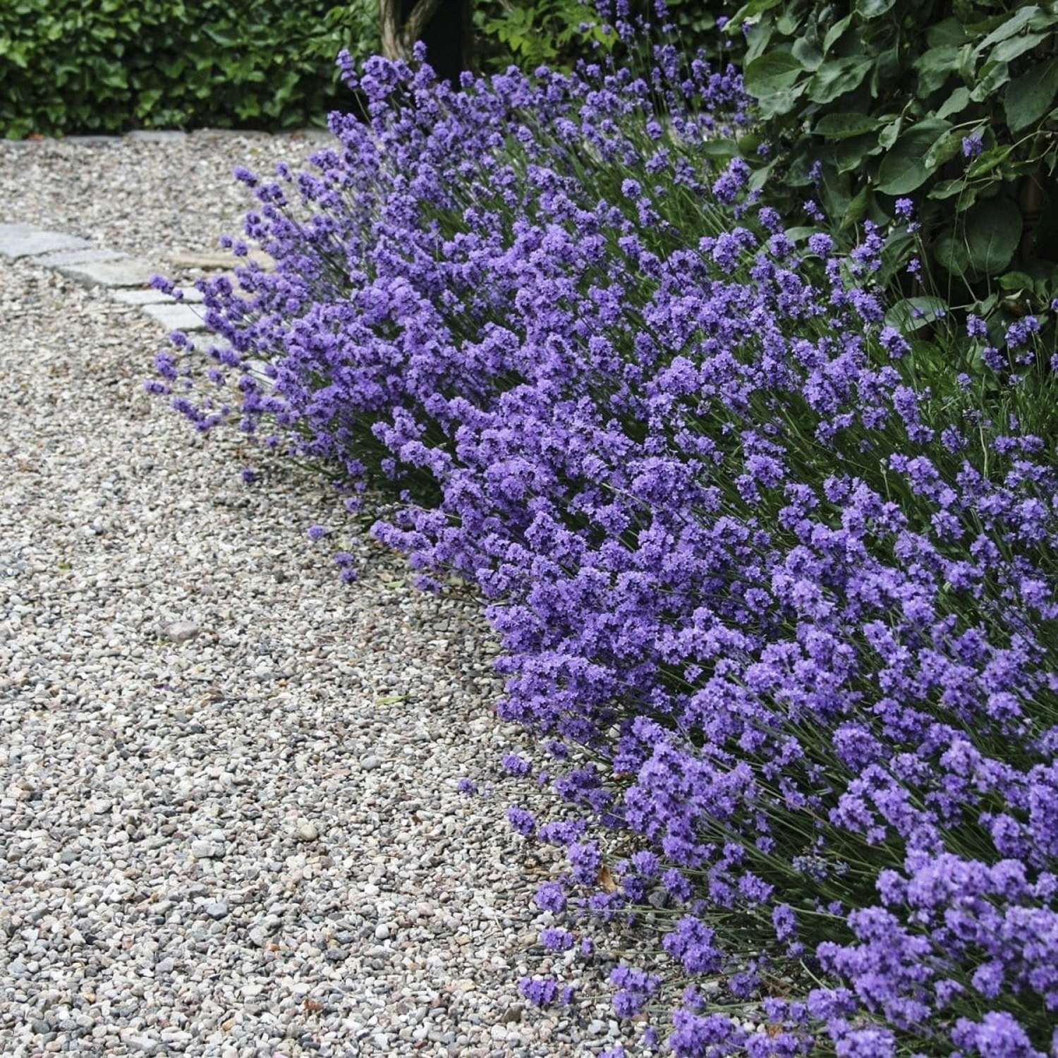 Lavendel ‘Hidcote’